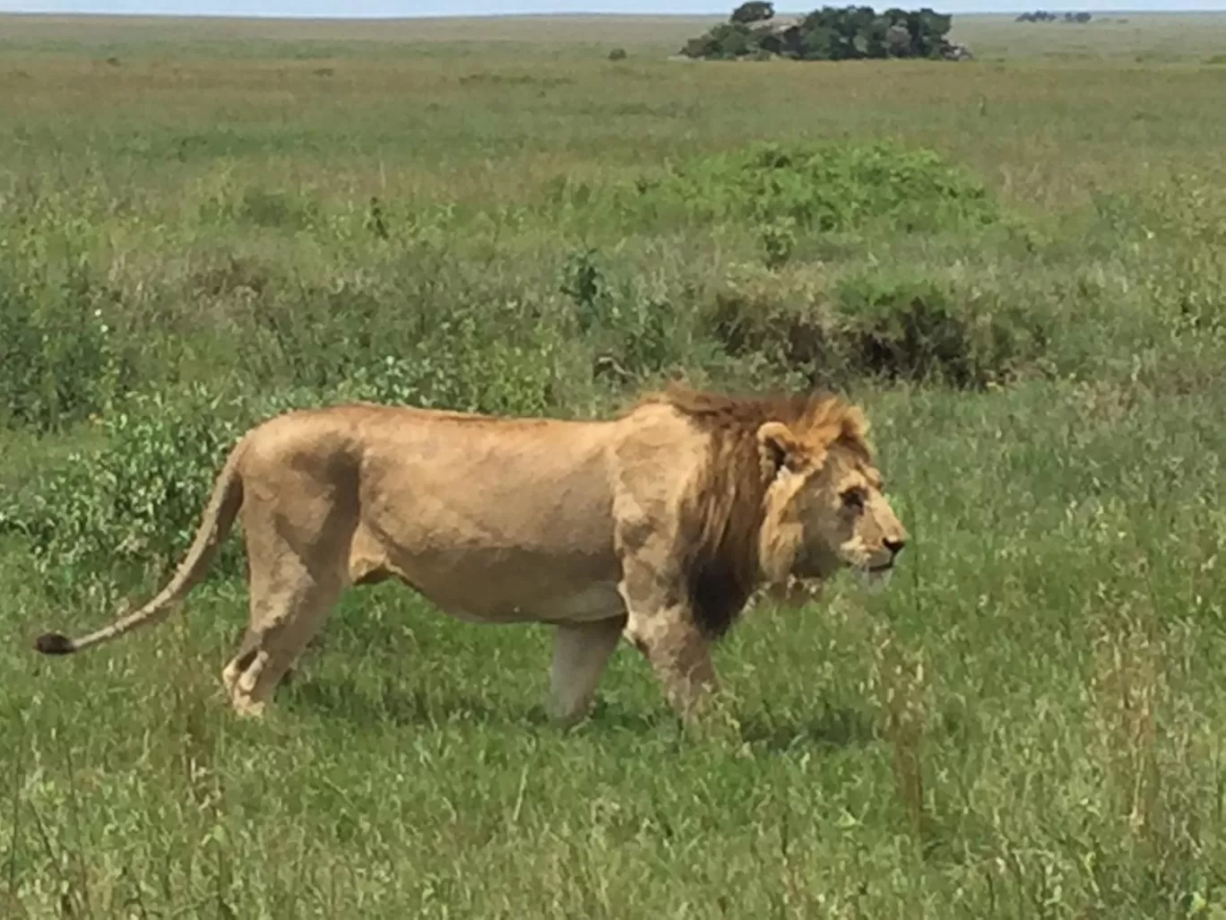 Photo of AFRICA NATURAL TOURS L.T.D : Tanzania Serengeti Migration Safari | Mount Kilimanjaro Climbing | Hiking | Trekking and Zanzibar Beach Holiday | Best Agency Tour Operators in Arusha and Moshi By Tanzania Safari Tour Operators in Moshi and Arusha With AFRICA NATURAL TOURS