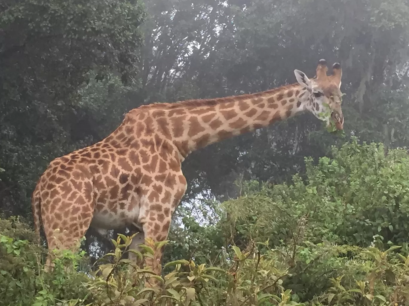 Photo of AFRICA NATURAL TOURS L.T.D : Tanzania Serengeti Migration Safari | Mount Kilimanjaro Climbing | Hiking | Trekking and Zanzibar Beach Holiday | Best Agency Tour Operators in Arusha and Moshi By Tanzania Safari Tour Operators in Moshi and Arusha With AFRICA NATURAL TOURS