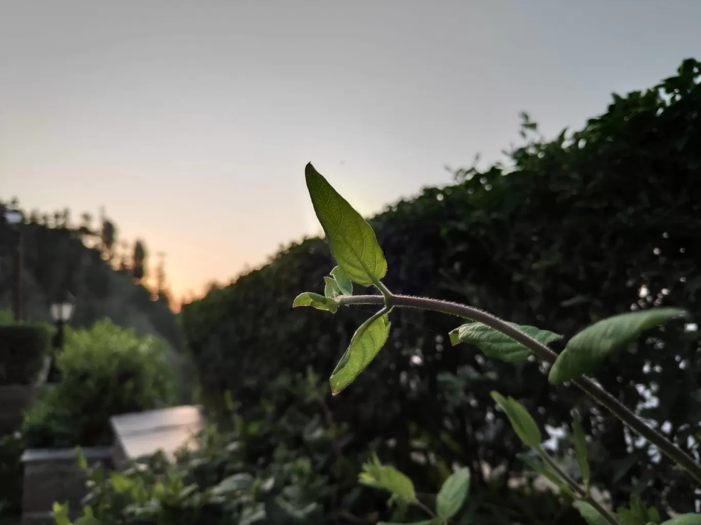 Photo of Club Mahindra Naldera Pristine Peaks By Dr. Paranjay Kumar Sahoo