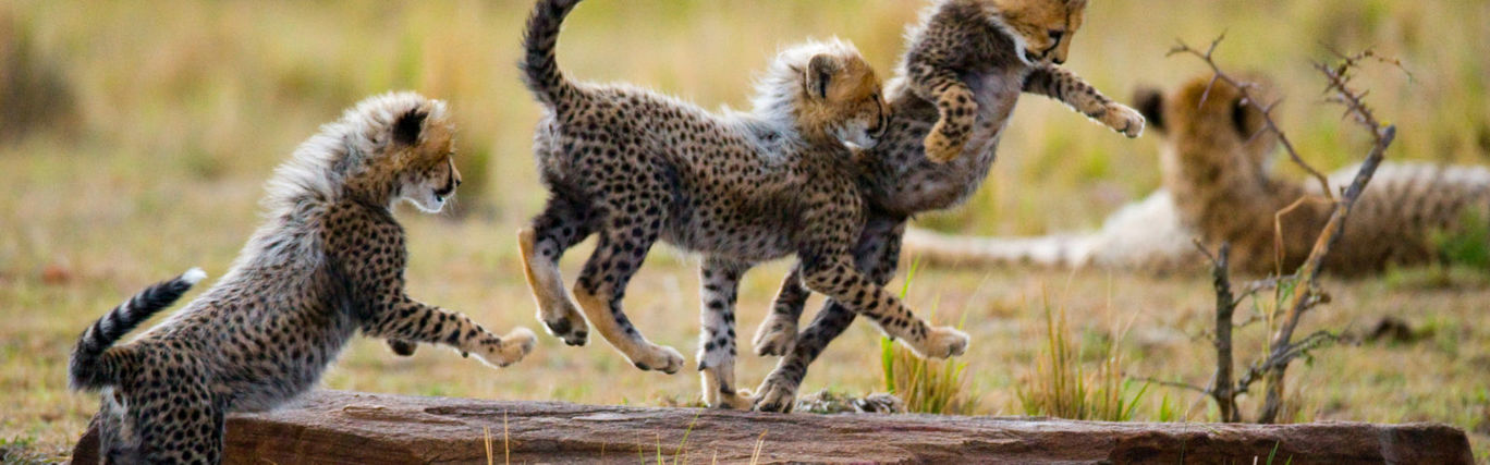 Photo of 3 Days Northern Safari - Manyara, Ngorongoro Crater and Tarangire National Parks By Victor Godwin