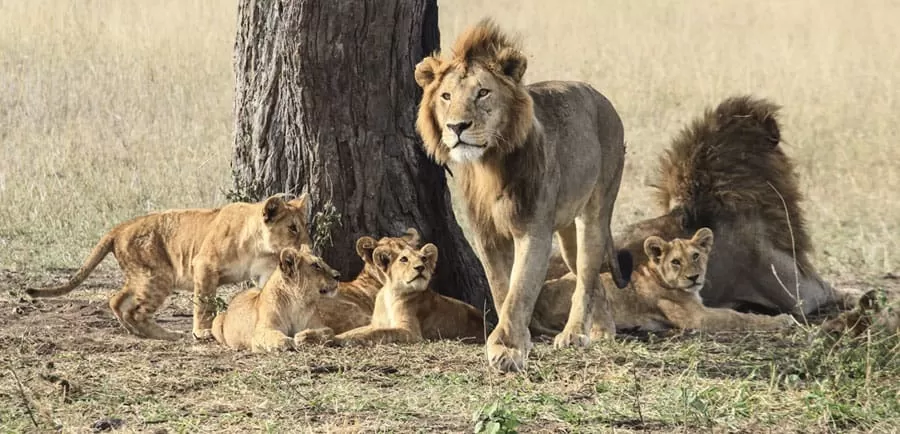 Photo of 5 Days Joining Safari - Tarangire, Serengeti, Ngorongoro Crater and Lake Manyara By Victor Godwin