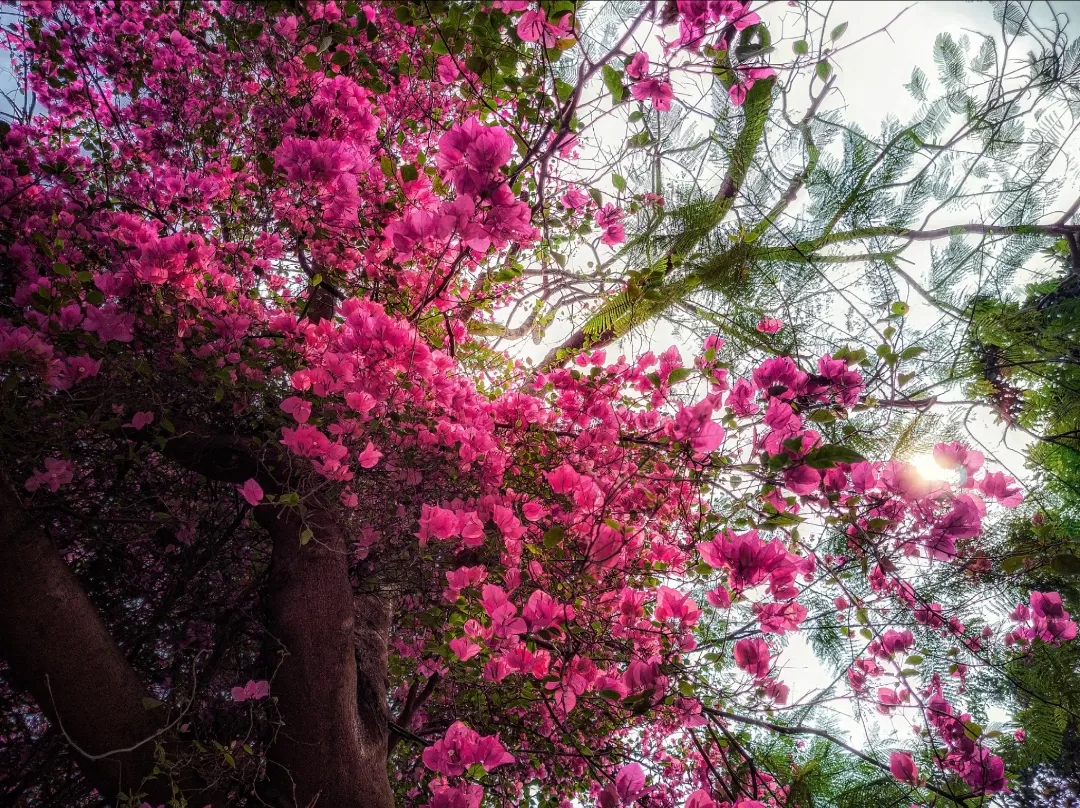 Photo of Santiniketan By Akash Sen