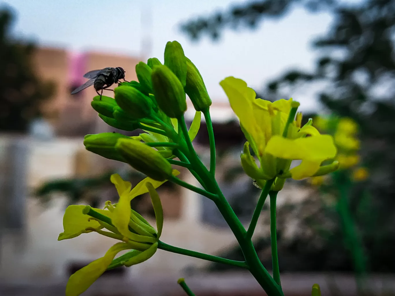 Photo of श्री डूंगरगढ़ By Mnu Clicks