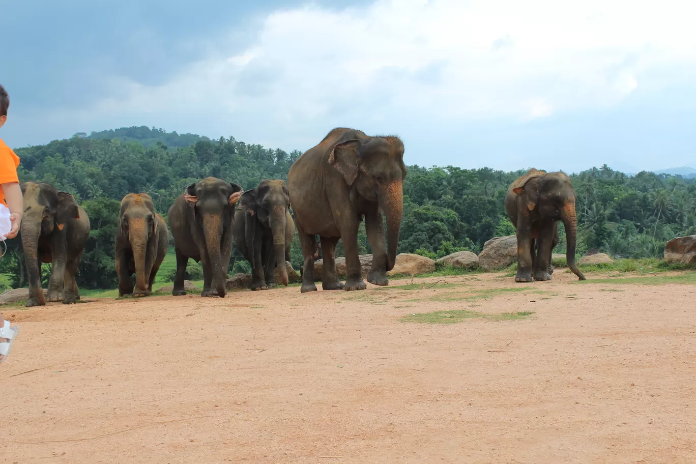 Photo of Elephant Orphanage By Hoomiesclub
