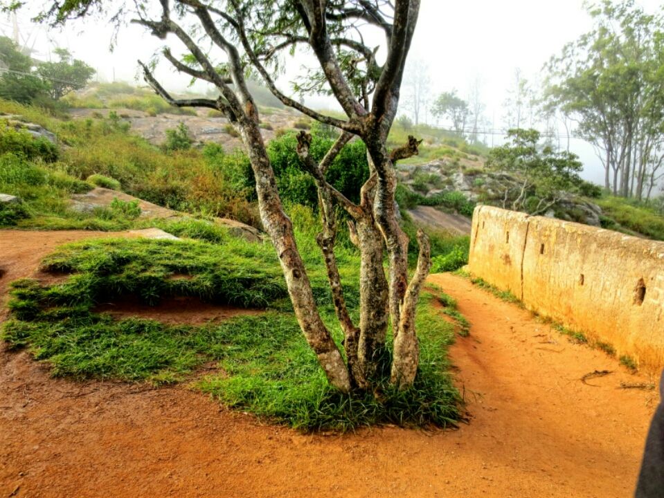 Photo of Early morning Nandi By Shashikanth Akkineni