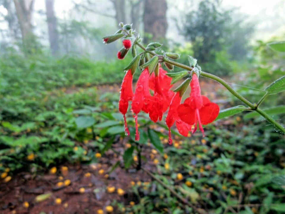 Photo of Early morning Nandi By Shashikanth Akkineni