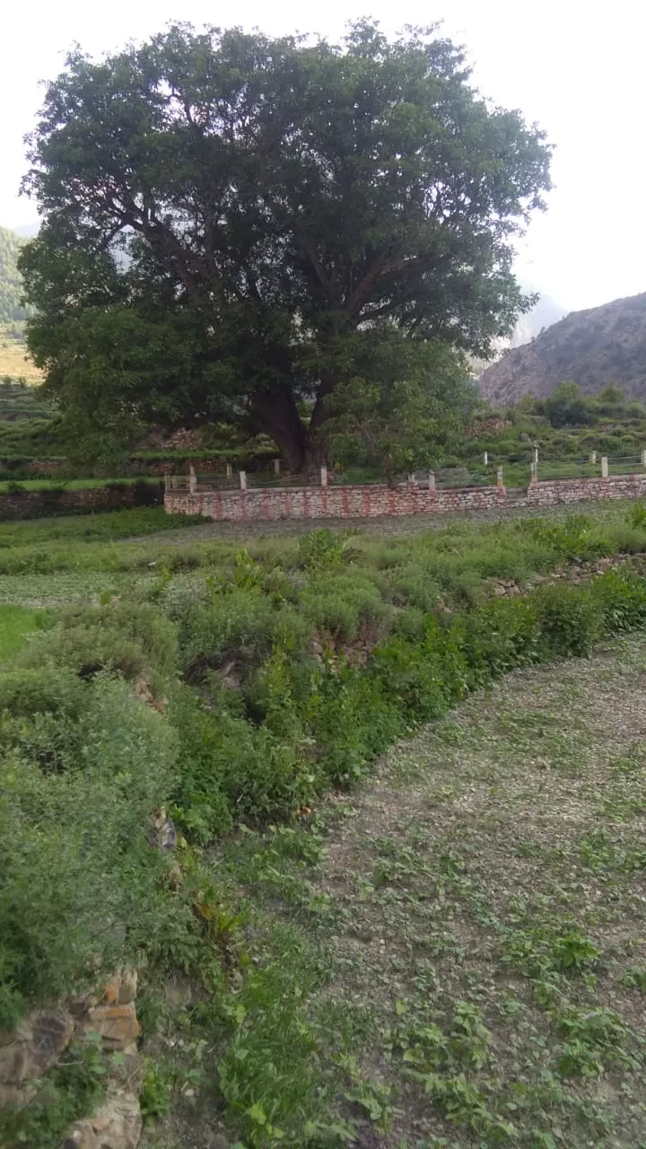 Photo of Malari By Jeet Bisht