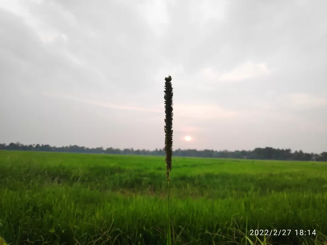 Photo of Kumarakom By Navin J