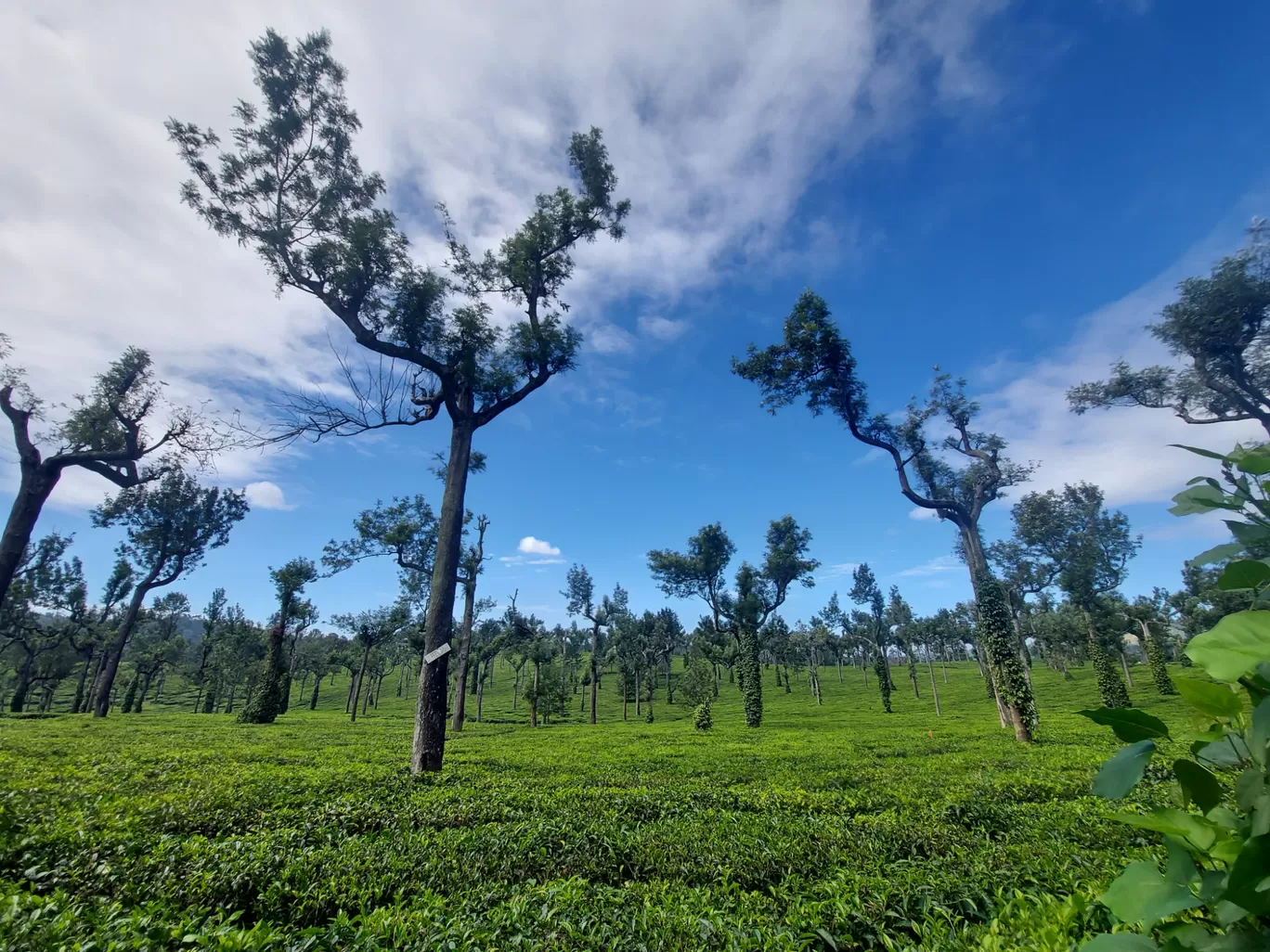 Photo of Munnar By Amoga Vigram P