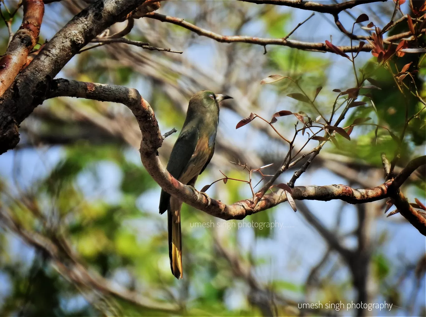Photo of Kanger Ghati National Park By Umesh Singh