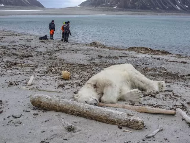 Photo of Svalbard By Rahul Khilare