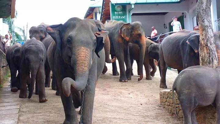 Photo of Pinnawala Elephant Orphanage By Chendilk