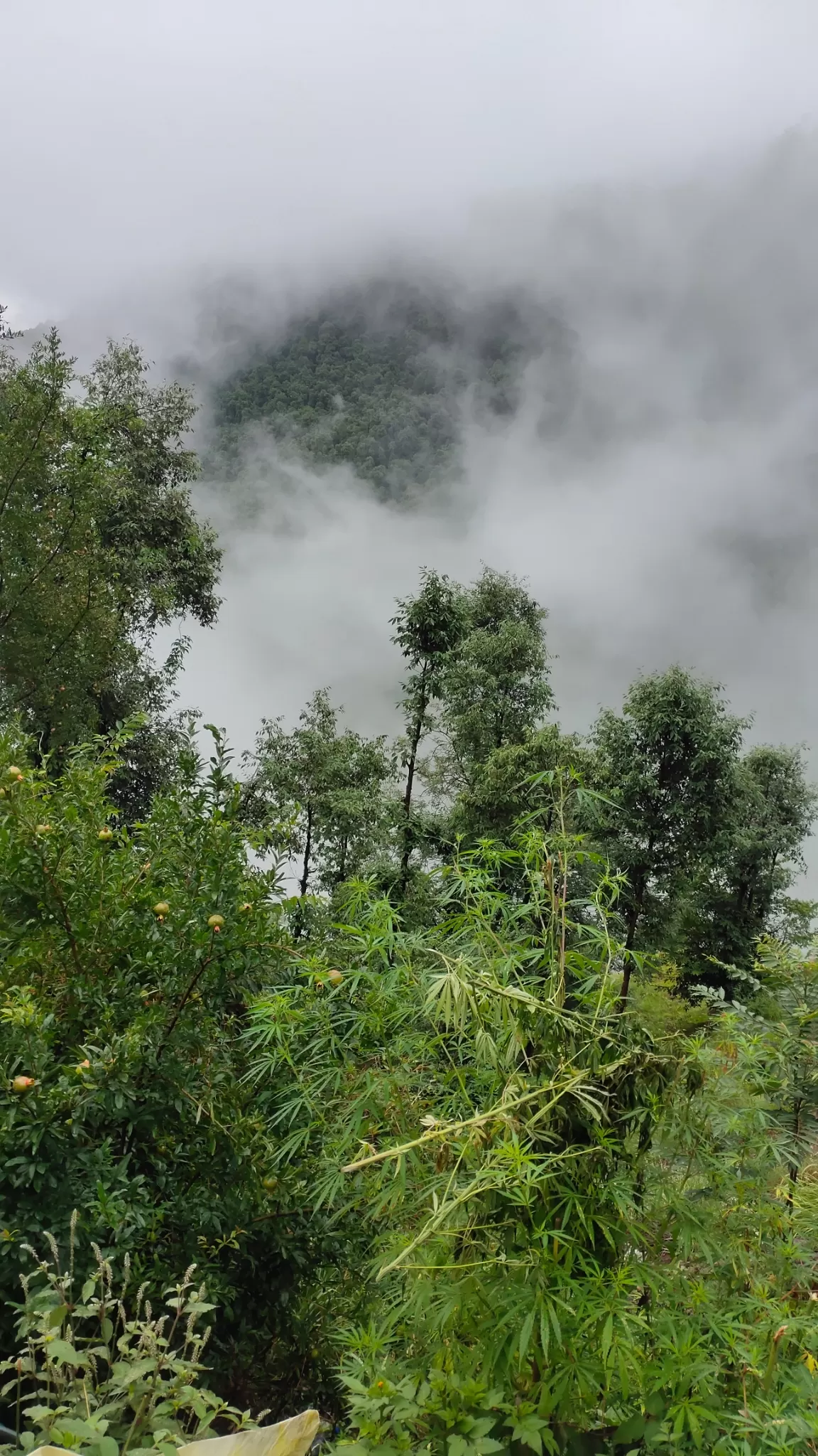 Photo of Chail By Krishan Bhatt pali nature lover