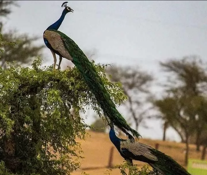 Photo of Jaisalmer By aditya k