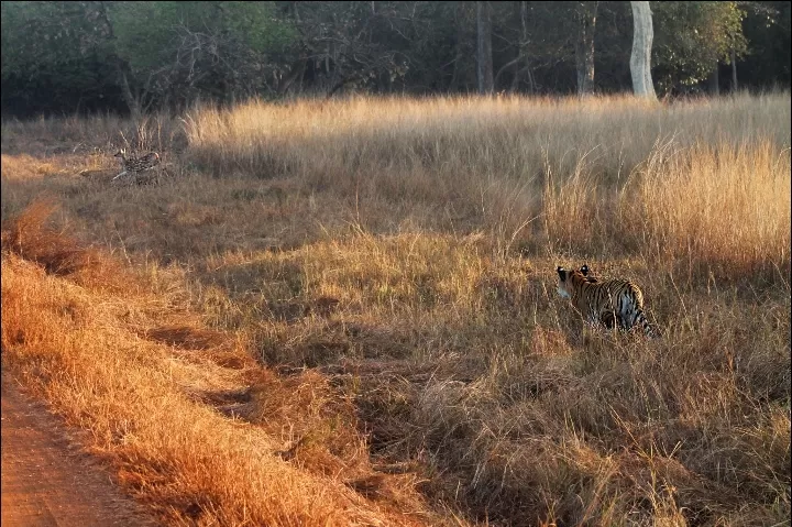 Photo of Tadoba National Park By Yogesh Ganu