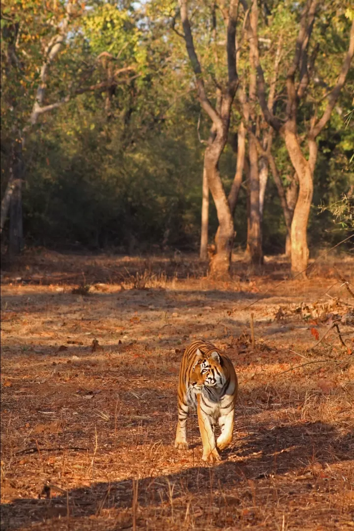 Photo of Tadoba National Park By Yogesh Ganu