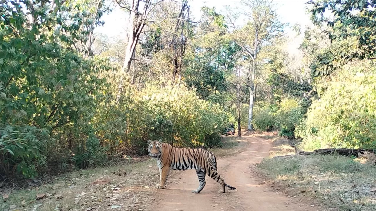Photo of Kanha Kisli National Park By Vicky Srivastava