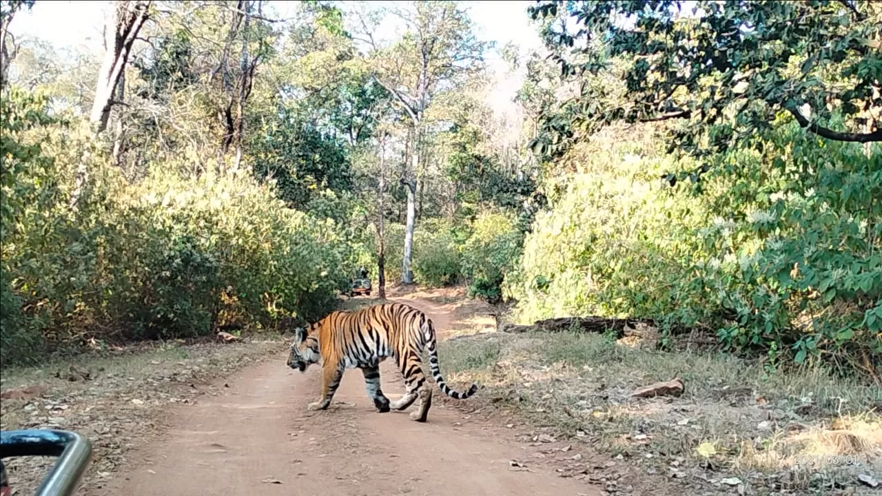 Photo of Kanha Kisli National Park By Vicky Srivastava