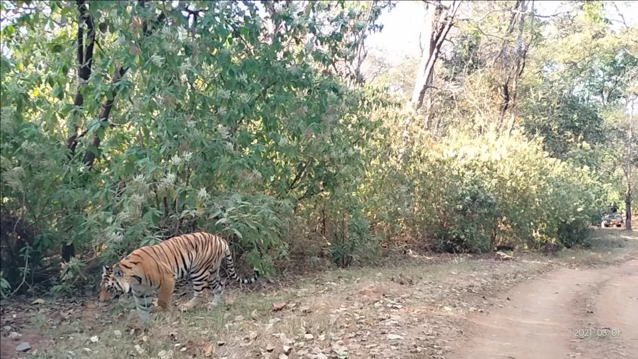 Photo of Kanha Kisli National Park By Vicky Srivastava