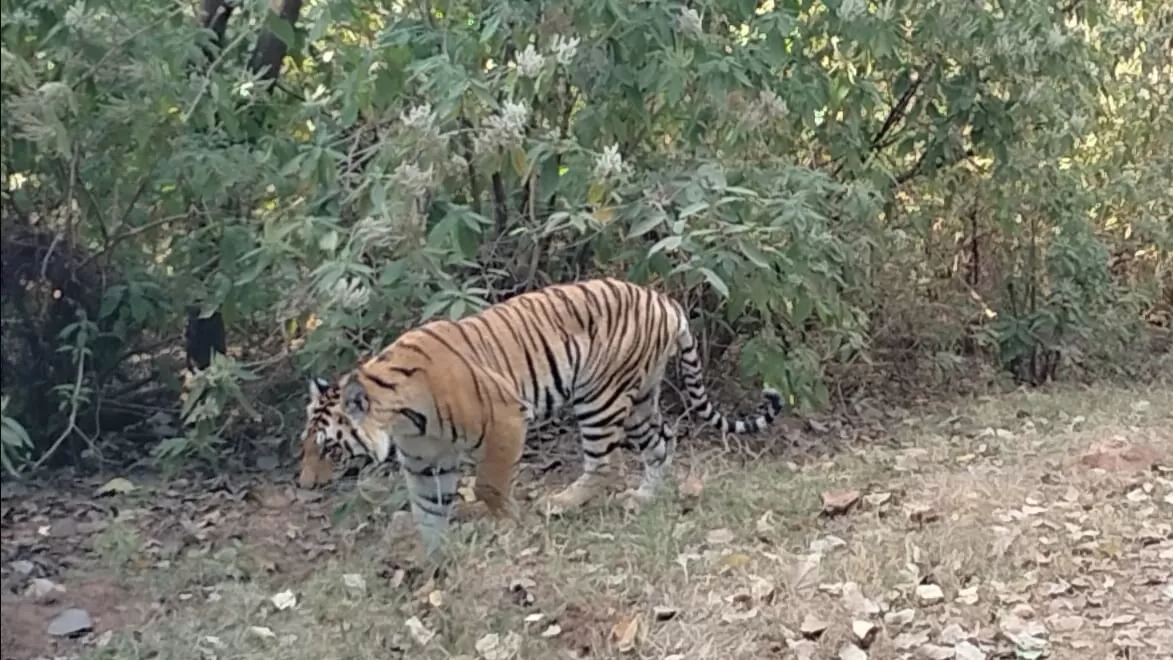 Photo of Kanha Kisli National Park By Vicky Srivastava