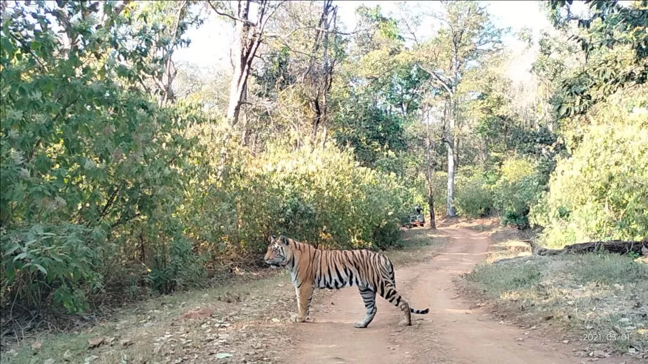 Photo of Kanha Kisli National Park By Vicky Srivastava