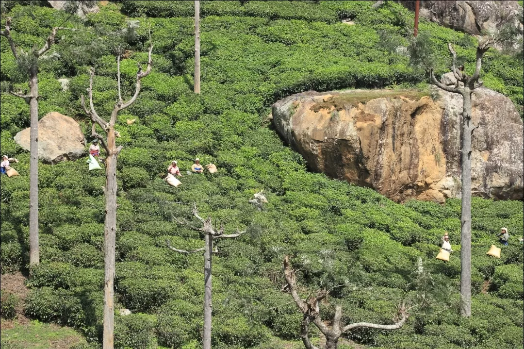 Photo of Ooty By Shyam S. Rajpoot