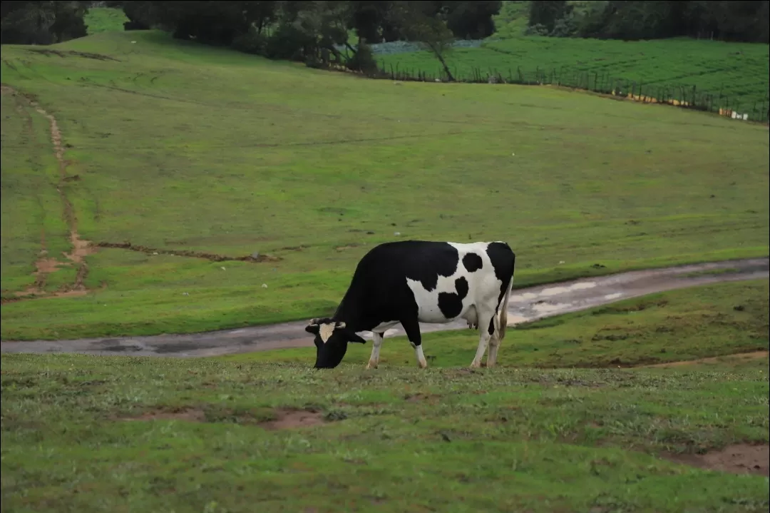 Photo of Ooty By Shyam S. Rajpoot