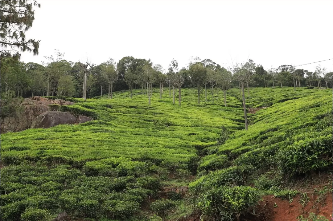 Photo of Ooty By Shyam S. Rajpoot