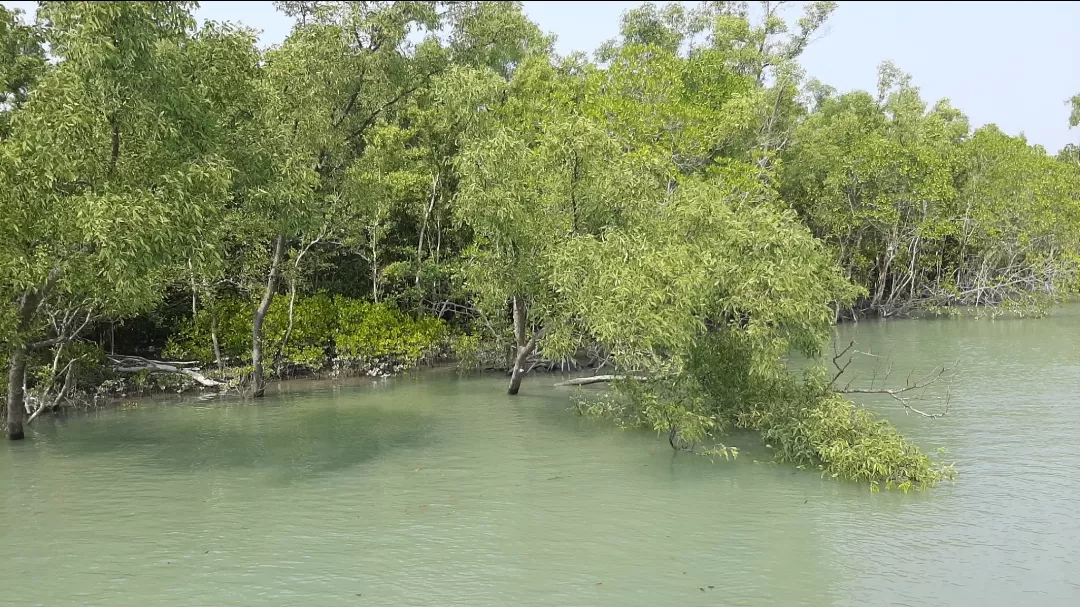 Photo of Sundarban By Mouli Neogi