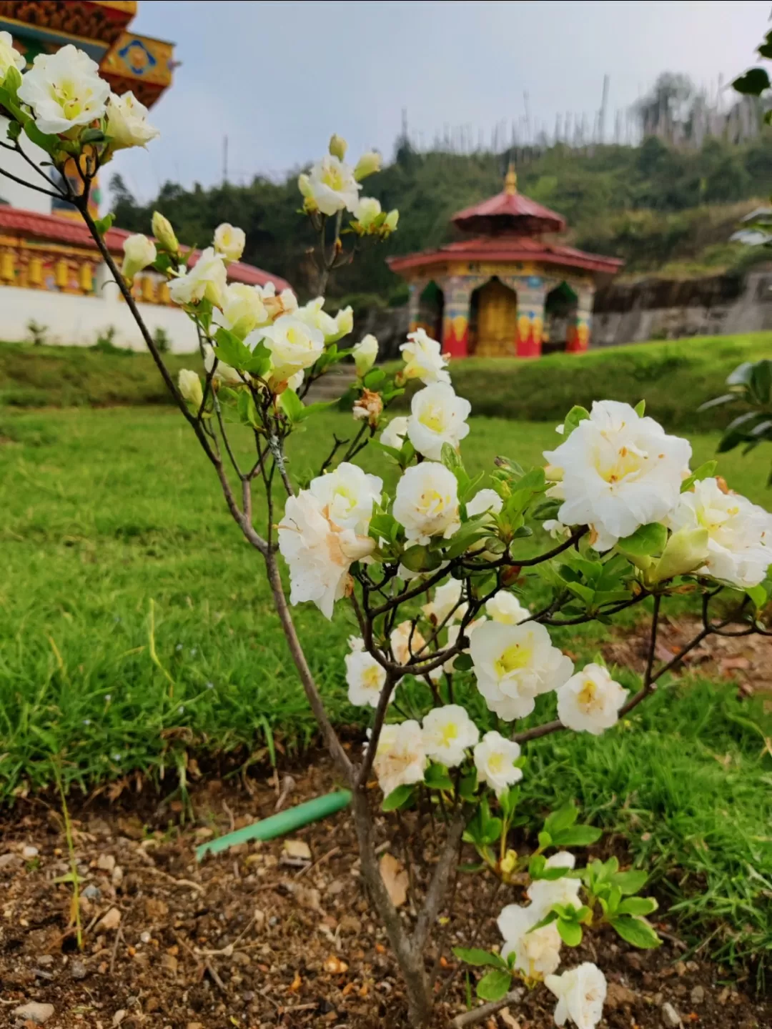 Photo of Sikkim By richa sharma