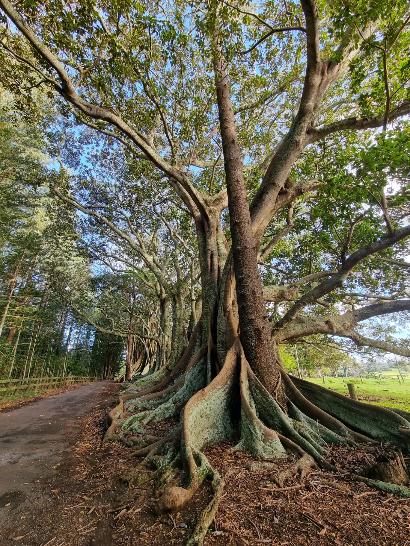 Photo of Norfolk Island By Shane Britnell 