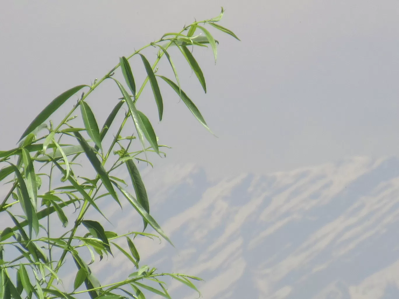 Photo of Manali By Vikas Verma