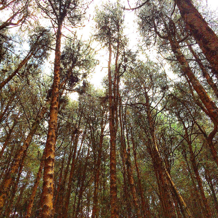 Photo of Kodaikanal Quick Scan By Sanjay Veetil