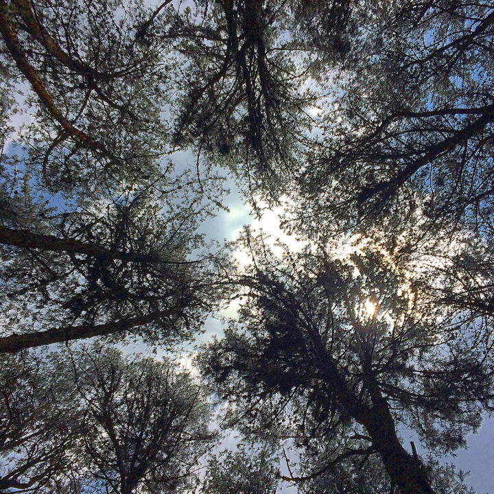 Photo of Kodaikanal Quick Scan By Sanjay Veetil