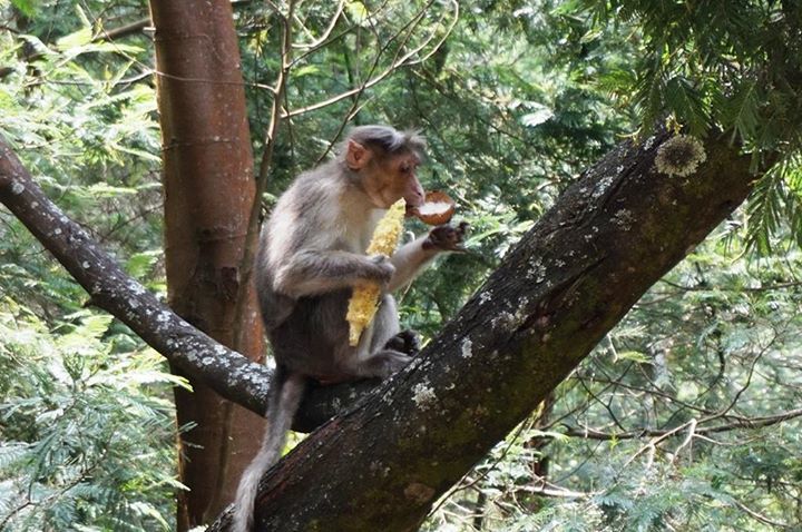 Photo of Kodaikanal Quick Scan By Sanjay Veetil