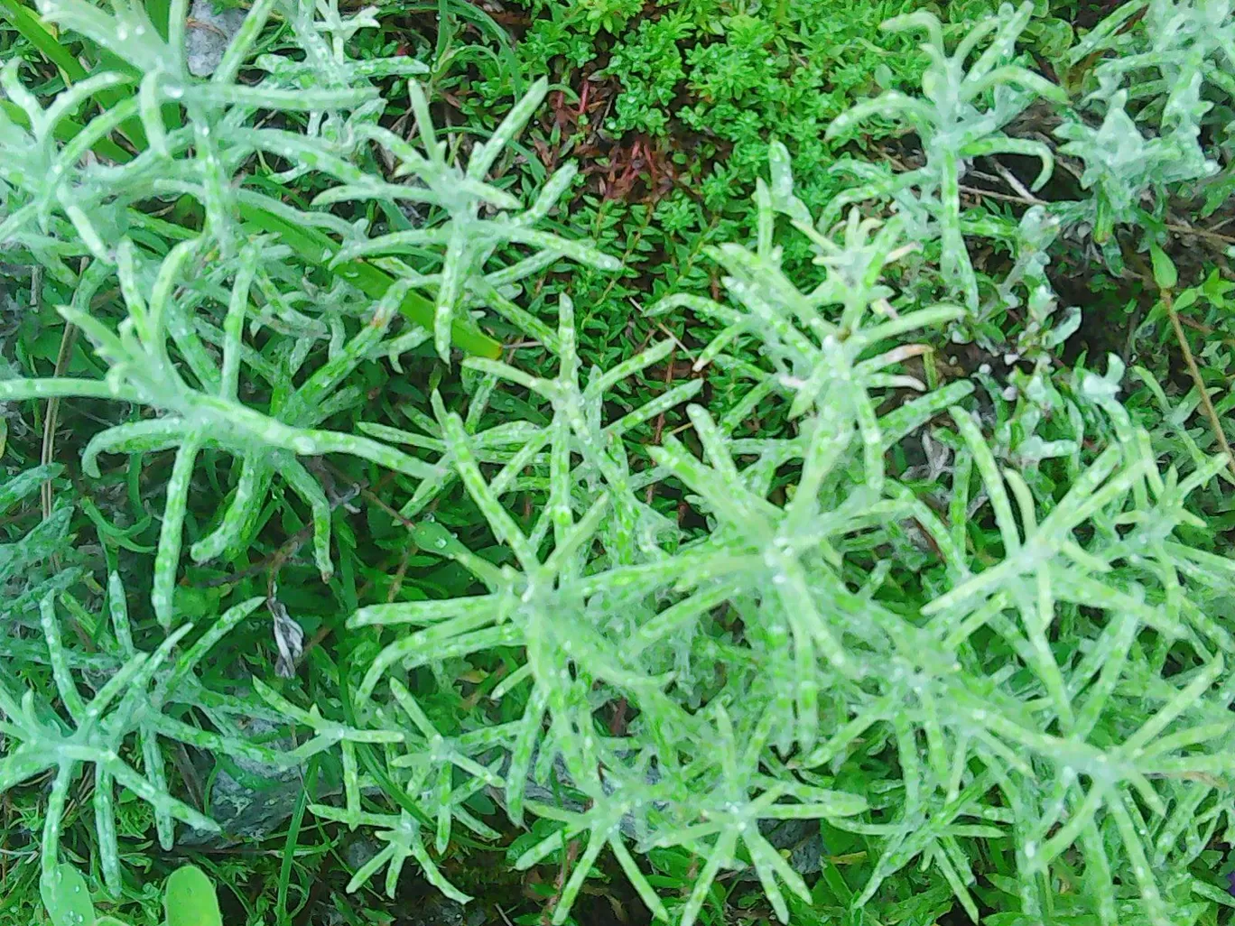 Photo of Chamoli By Raven V. Rockafellar