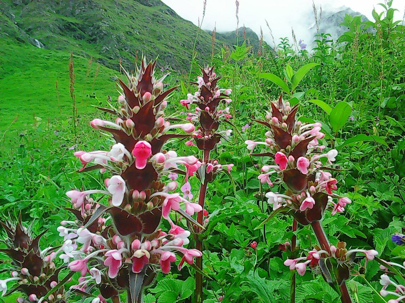 Photo of Valley of Flowers By Raven V. Rockafellar