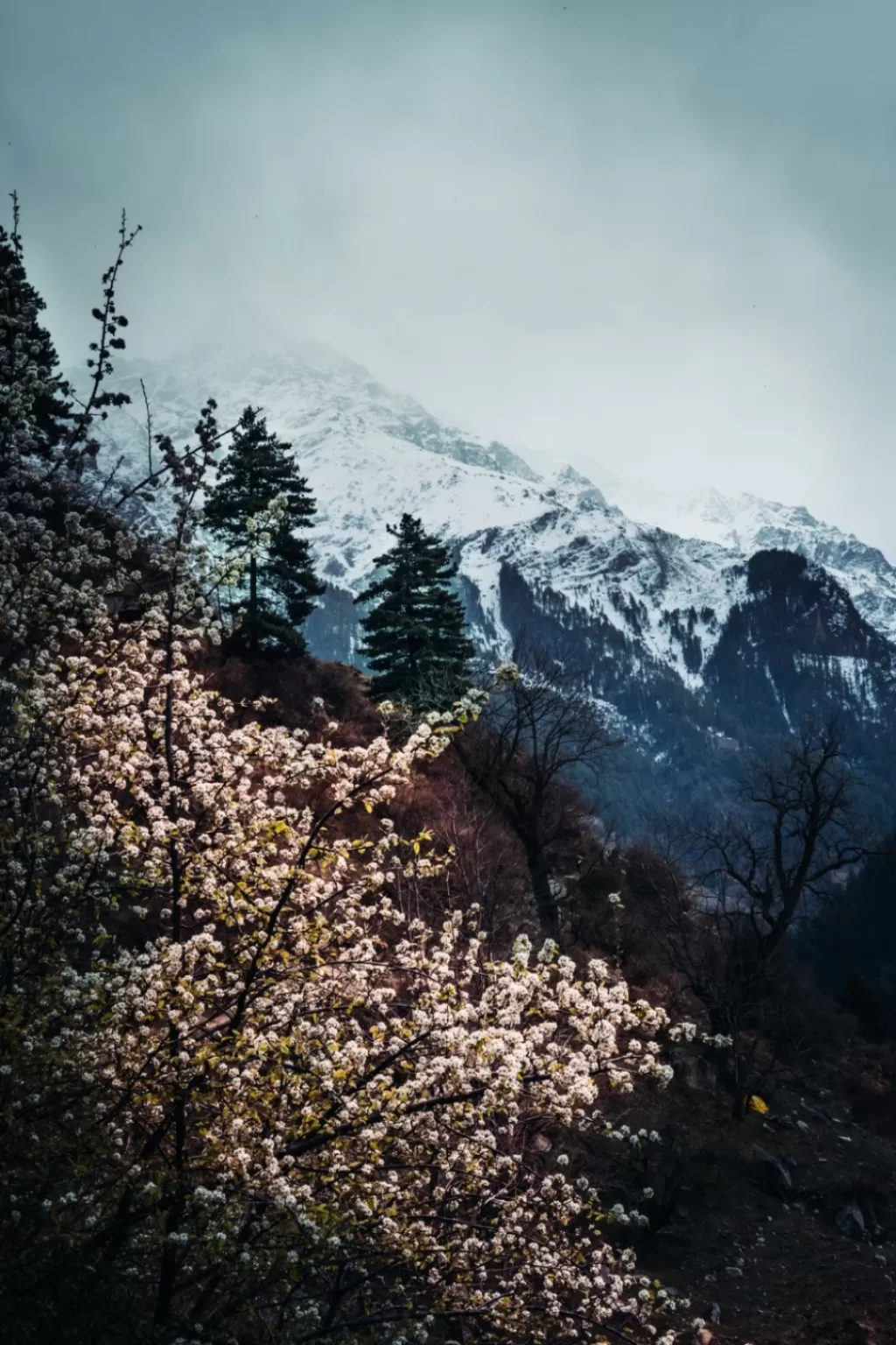 Photo of Kheerganga Trek By Shivam Gaur