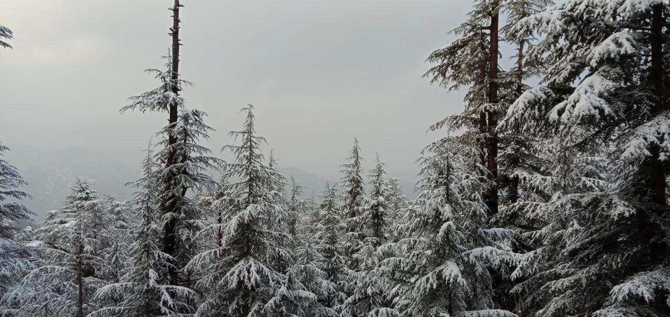 Photo of Naldehra By ज। गृ ति