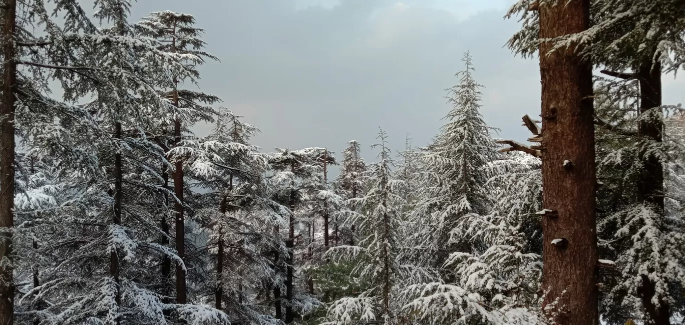 Photo of Naldehra By ज। गृ ति