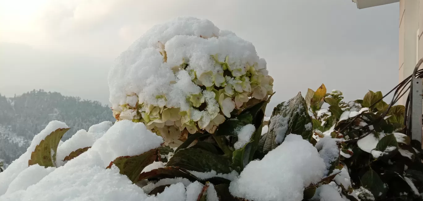 Photo of Naldehra By ज। गृ ति