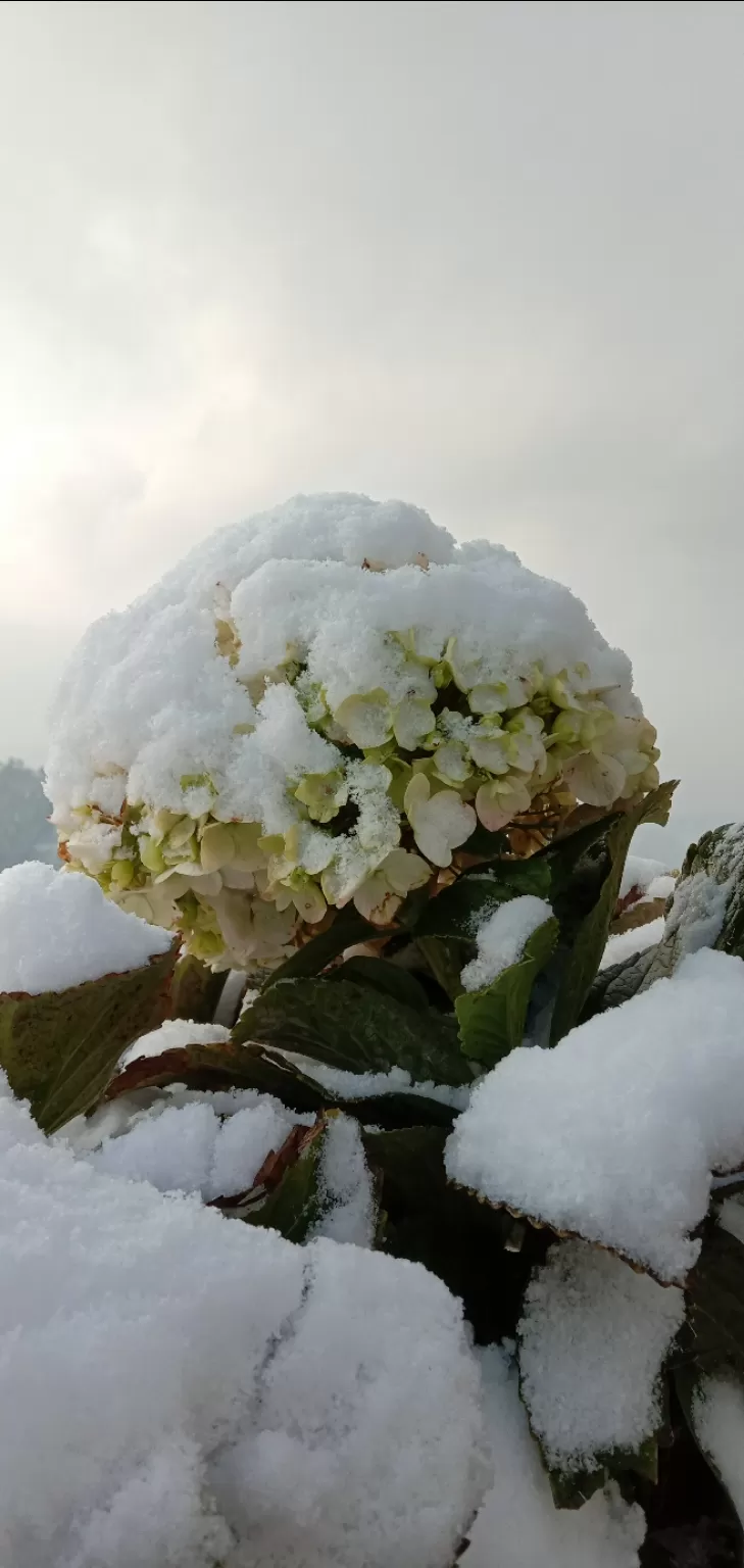 Photo of Naldehra By ज। गृ ति