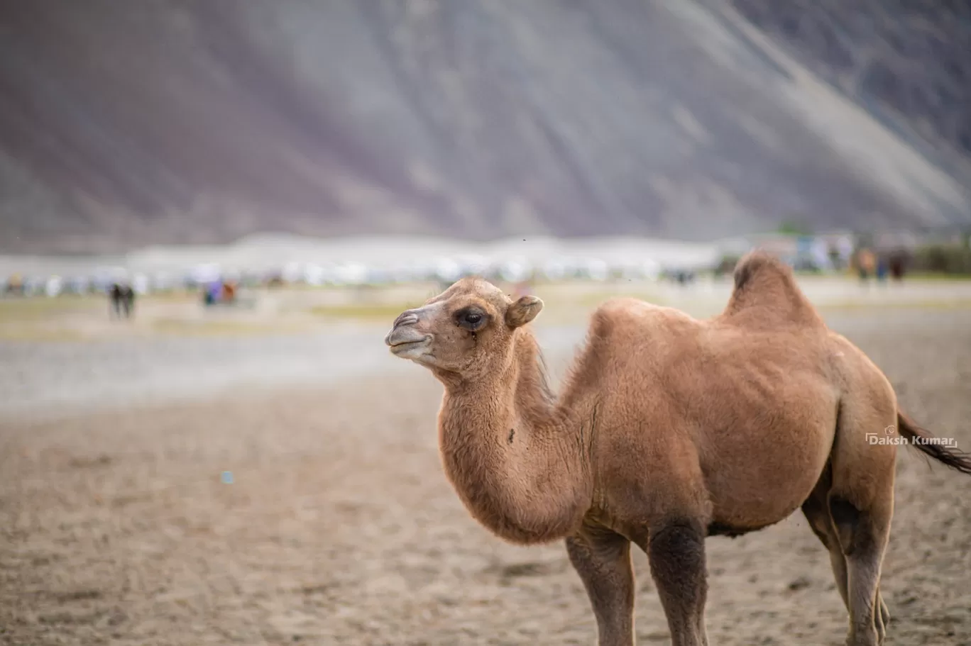 Photo of Nubra Valley By Daksh Kumar