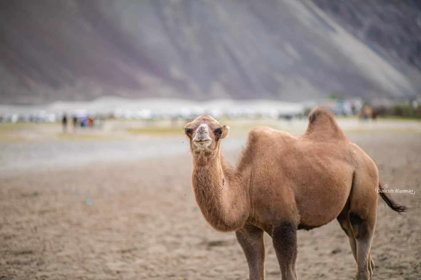 Photo of Nubra Valley By Daksh Kumar