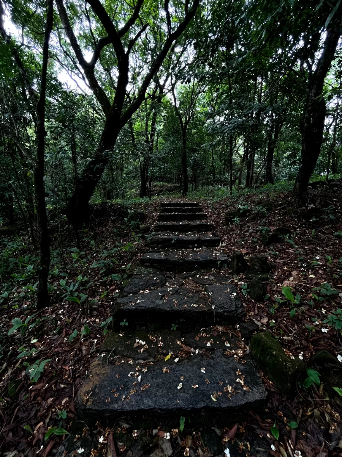 Photo of Cherrapunji By Joyee Bose