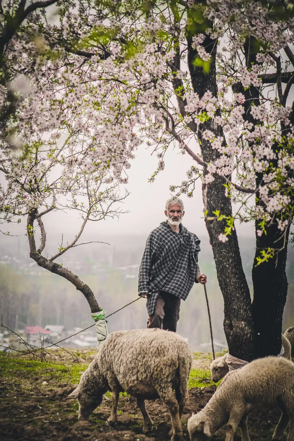 Photo of Pulwama By Mohhamad Shahidpics