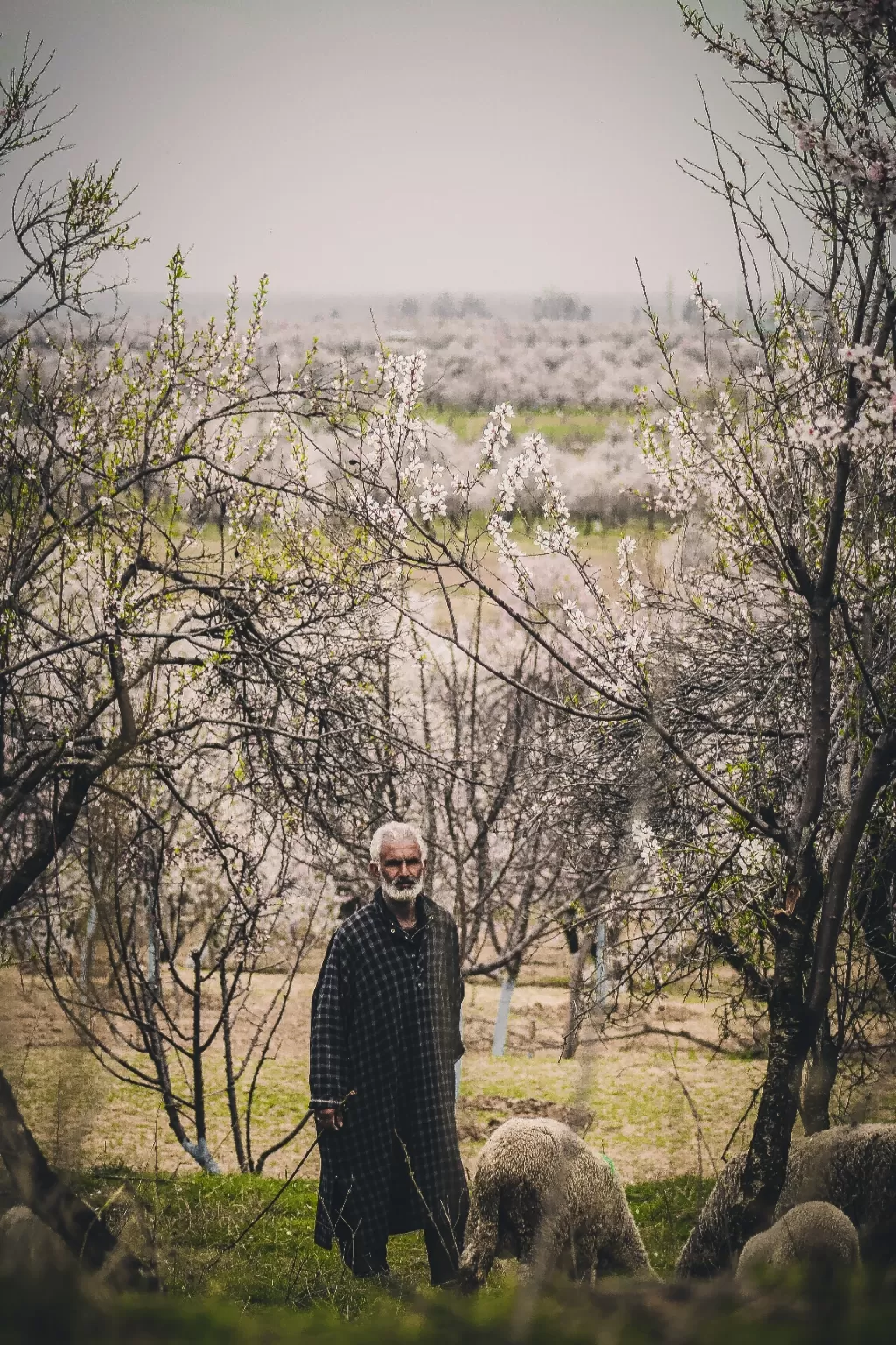 Photo of Pulwama By Mohhamad Shahidpics