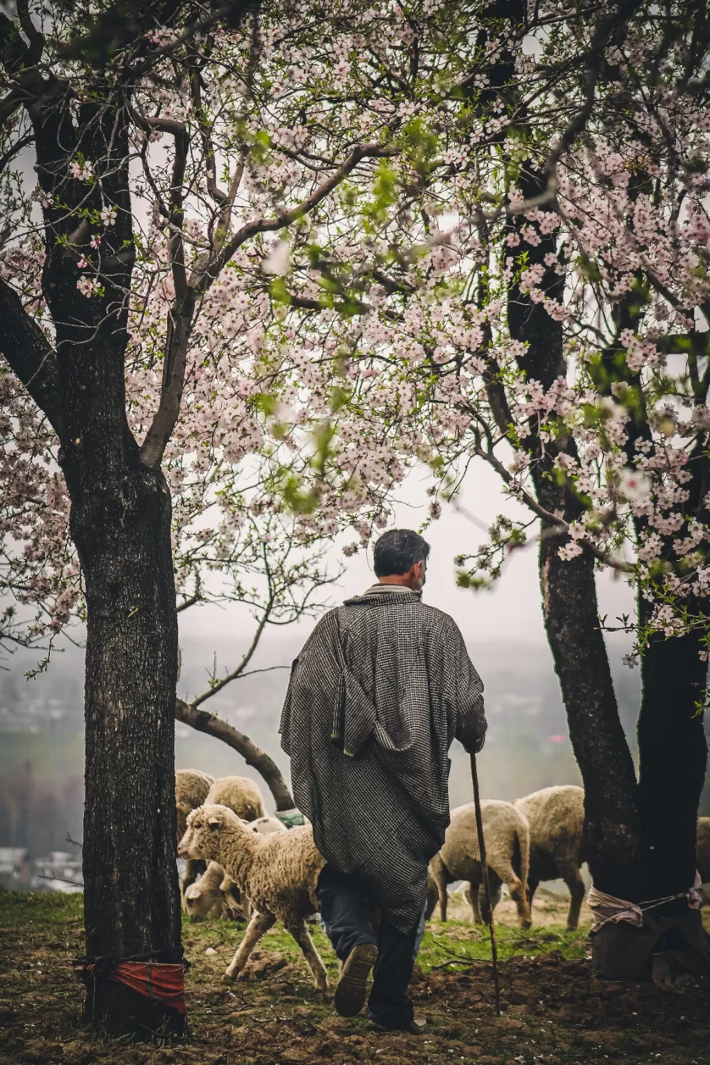 Photo of Pulwama By Mohhamad Shahidpics