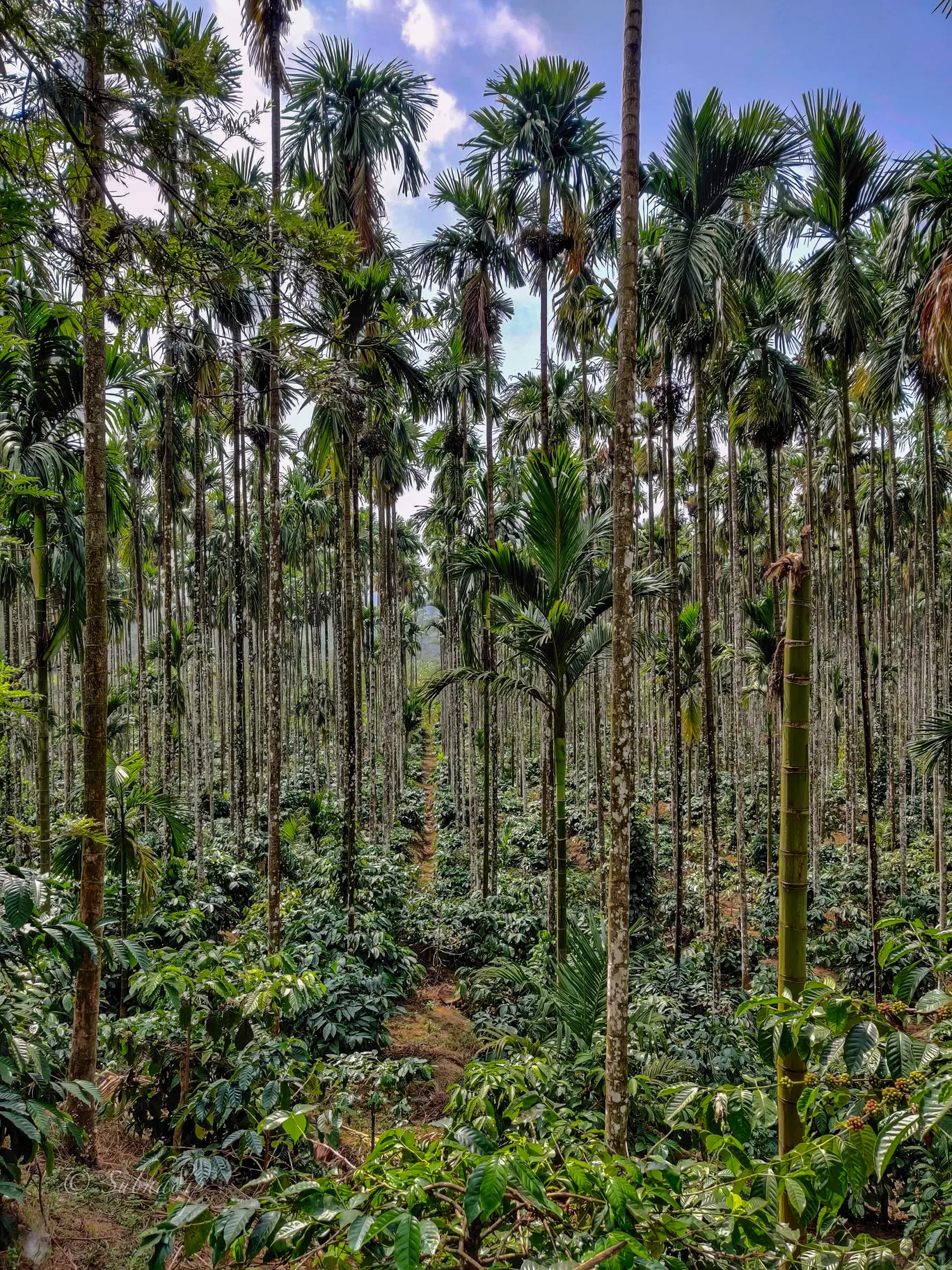 Photo of Madikeri By Subhadip Hazra