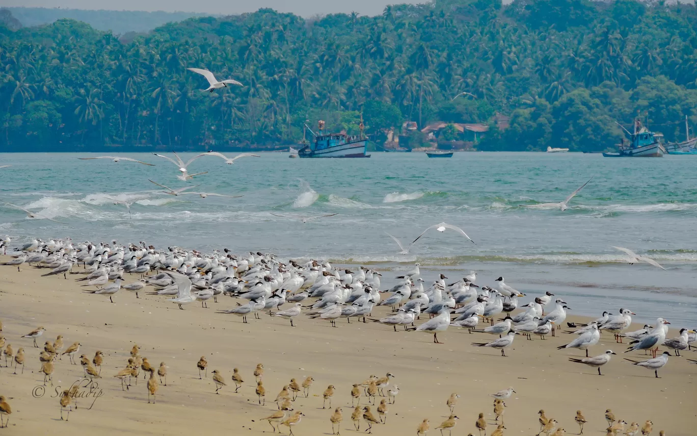 Photo of India By Subhadip Hazra